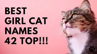 Best Girl Cat Names - 42 TOP & GREAT NAMES for FEMALE CAT