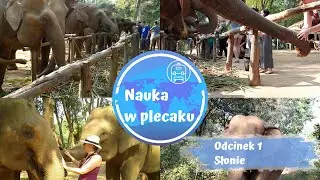 Spotkanie ze słoniem - Tajlandia. Film edukacyjny dla dzieci i młodzieży.