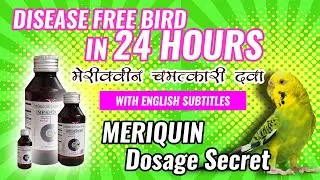 Meriquin Medicine | Best antibiotic for love birds | Meriquin dosage | Meriquin syrup uses