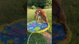 Ciervo y Mapache jugando juntos en mini piscina