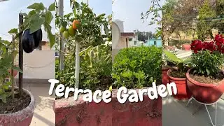 Our Terrace Garden Tour with Fruits , Vegetables and Flowers | How we maintain the Garden