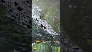 Crocodile attack - #buffalo #animal wildlife #Shorts