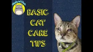 BASIC CAT CARE TIPS