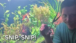 How To Trim Aquarium Stem Plants