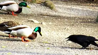 Crow SCREAMS at Ducks (Angry Crow vs Ducks)