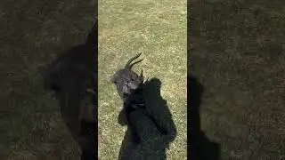 Dog Training | A Reliable Recall