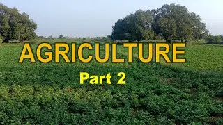 Сельское хозяйство 10 класс CBSE География (часть 2)