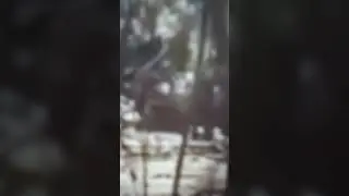 IS THIS FLORIDA SWAMP APE BIGFOOT