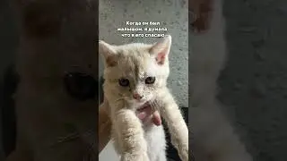 Арт вб на спрей меток нет: 453153129 💕
