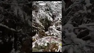 ВСУ начали тотальную ликвидацию! Соотношение потерь 1:50  россияне гибнут как мухи 😱💀 #ВСУ #ПотериРФ