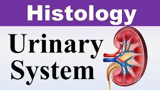 Chp17 Histology Inder Bir Singh | Urinary System | Kidney | Nephron | Renal Histology