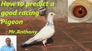 Mr.Anthony.  Predicting a Good Racing Pigeon