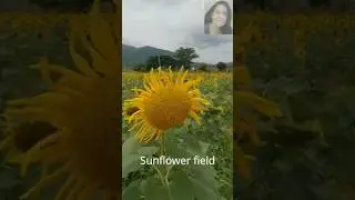 Sunflower & Marigold Field | Gundlupet |Karnataka |Shorts #gundlupet #automobile #karnatakatourism
