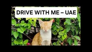 After-Work Drive Live &ndash; UAE Smooth Roads + Chill Chat