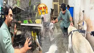 Aj Birds Market Say Mini Zoo Kay Liye Kia Lia🦮🐓