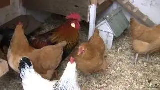 New chickens introduced to flock