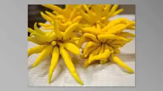 Melissa's World Variety Citrus Visited by IFWTWA