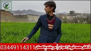 WHEAT PRODUCTION TECHNOLOGY BY SARBULAND PAKISTAN