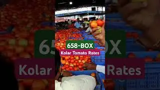 2024 #kolar tomato market rate #today #Kolar #tomato market #shorts #kolartomatomarketomatorate