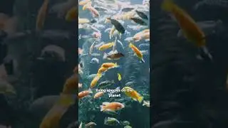 Did you know Fish are the 3rd most popular pet in the world? 🐟