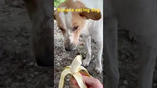 Banana eating dog: