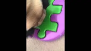 Smart Pug