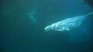 Beluga Whales at the Shedd Aquarium
