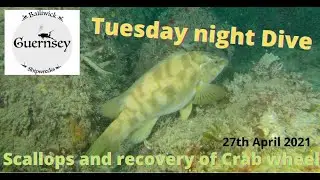 Scallop dive and the big rescue of Smash Fishing lost crab wheel #scuba #scallops