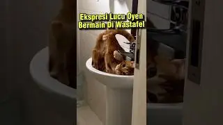 Ekspresi Lucu Oyen Bermain di Wastafel.  #ekspresikucing  #lucuoyen