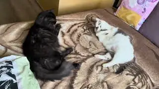 Relaxing ASMR videos for sleep. Relax with Sweet and Cute Cats. Cute Cat video for relaxation 4K 