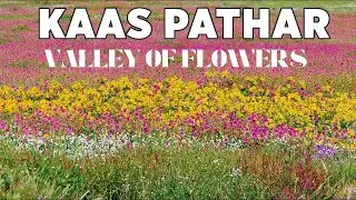 Kaas Plateau | Valley of Flowers of Maharashtra | Full Travel Guide