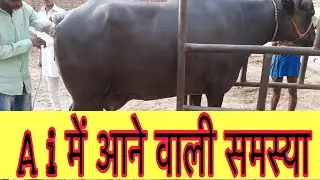 गर्भधारण !! मैं छोटी सी सावधानी से कामयाबी !! A . i में आने वाली समस्या !! Surjeet Malik !! MMLG