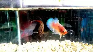 Plakat fancy vs wild betta paradise