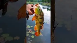 Catch And Release! #peacockbass #ikanraja