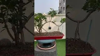 🌿 Ficus Air Layering to Bonsai Transformation in 60 Seconds! 🔥