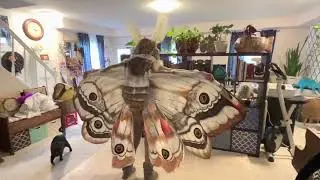 Moth costume Halloween ￼￼2022￼
