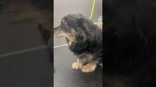 Cute chihuahua mix 💜 dog grooming makeover