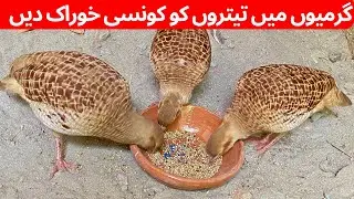 Teetero ke mukmal update | teeter کی مکمل معلومات