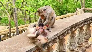 In Serious Trouble, the Monkey Desperately Cries for His Mother