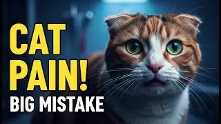 85% of Cat Owners Miss This Pain Sign