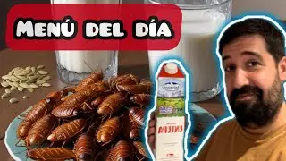 Como Alimento A Mi Colonia de Hormigas MESSOR BARBARUS #hormigas #insectos #naturaleza #ants #messor