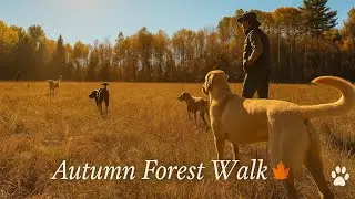 Forest Trails & Open Fields | Peaceful Labrador Walk in Autumn