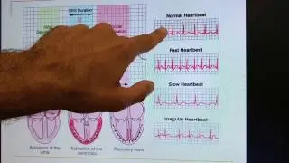 Conceito de variabilidade da frequência cardíaca, Concept of heart rate variability UNESP/Marília.
