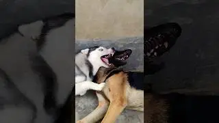 Angry Husky vs German Shepherd! | Gsd Partner