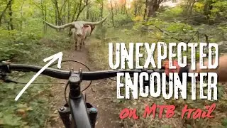 Unexpected Encounter On Mountain Bike Trail! 😱🐃 | CATERS CLIPS