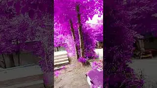 Con este filtro todo lo que es verde se hace violeta