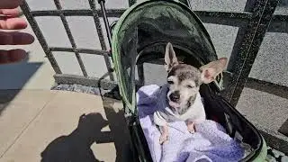 THE ROODO PET STROLLER IS A MUST HAVE FOR PET PARENTS