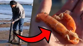 How To Make A Ghost Shrimp Pump (FREE BAIT)