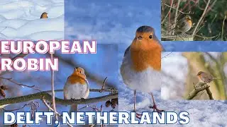 European Robin II Delft Netherlands II Handheld Fujifilm XT4 II #shorts #birding