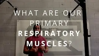 What are our Primary Respiratory Muscles?